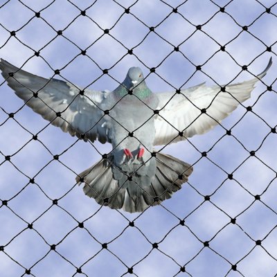pigeon-nets-chennai