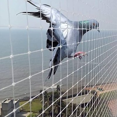 pigeon-nets-andhra-pradesh