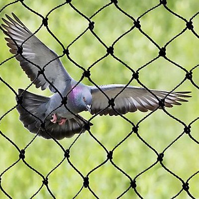 Pigeon Nets Chennai
