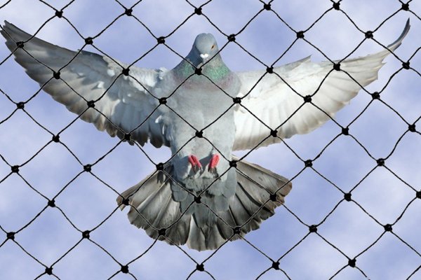 pigeon-nets