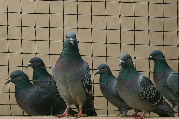 pigeon-nets-hyderabad